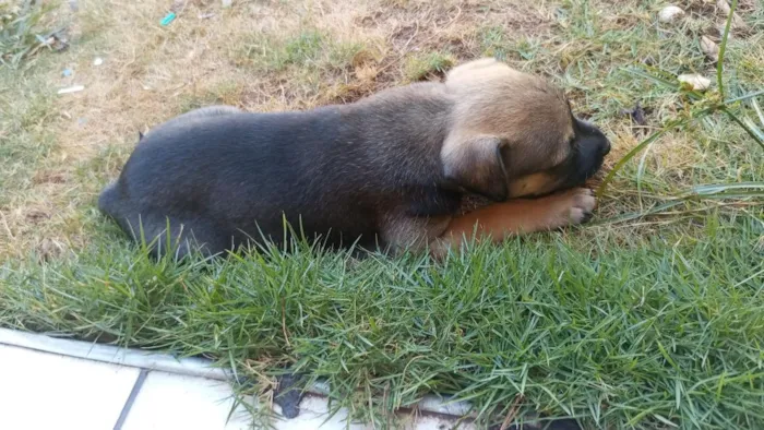 Cachorro raça SRD-ViraLata idade 2 a 6 meses nome Jade