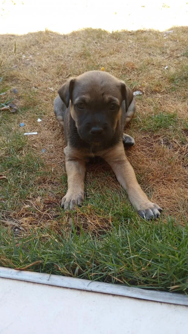 Cachorro raça SRD-ViraLata idade 2 a 6 meses nome Jade