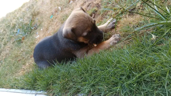 Cachorro raça SRD-ViraLata idade 2 a 6 meses nome Jade