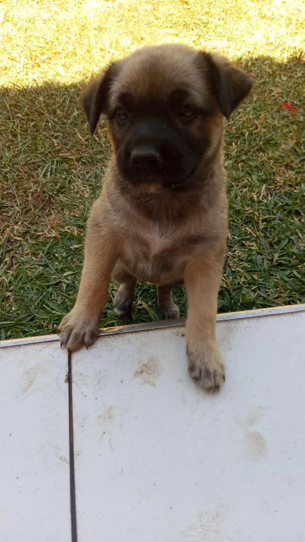 Cachorro raça SRD-ViraLata idade 2 a 6 meses nome Jade