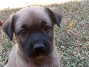Cachorro raça SRD-ViraLata idade 2 a 6 meses nome Jade