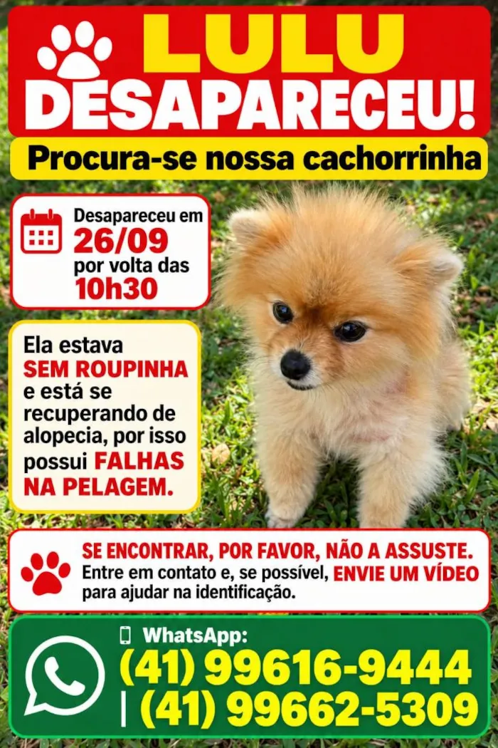 Cachorro raça SRD-ViraLata idade 6 ou mais anos nome Lulu