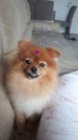 Lulu