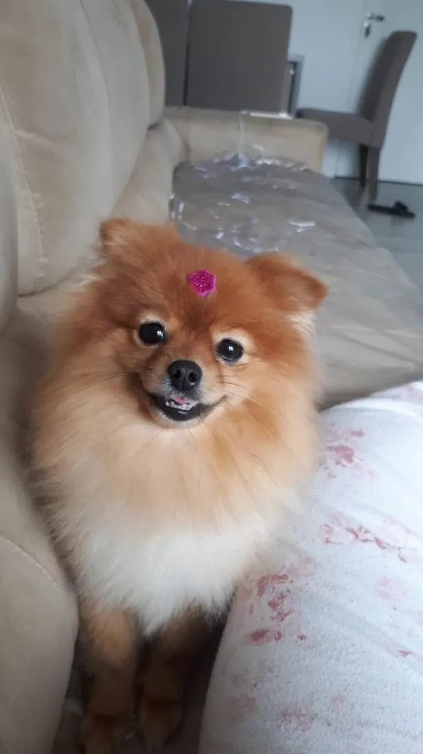 Cachorro raça SRD-ViraLata idade 6 ou mais anos nome Lulu