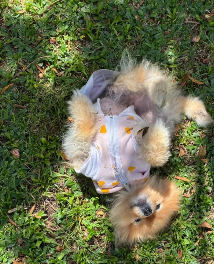 Cachorro raça SRD-ViraLata idade 6 ou mais anos nome Lulu