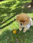 Lulu