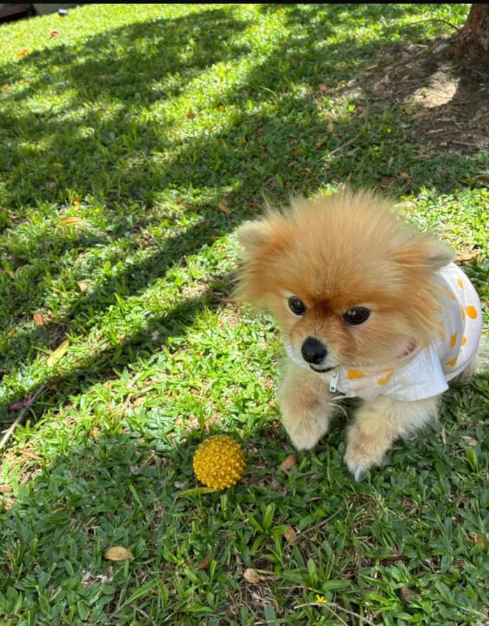 Cachorro raça SRD-ViraLata idade 6 ou mais anos nome Lulu