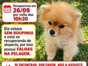 Cachorro raça SRD-ViraLata idade 6 ou mais anos nome Lulu