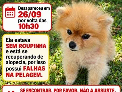 Cachorro raça SRD-ViraLata idade 6 ou mais anos nome Lulu