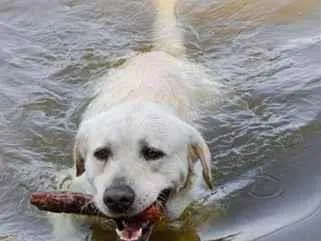 Cachorro raça Labrador idade 6 ou mais anos nome Max