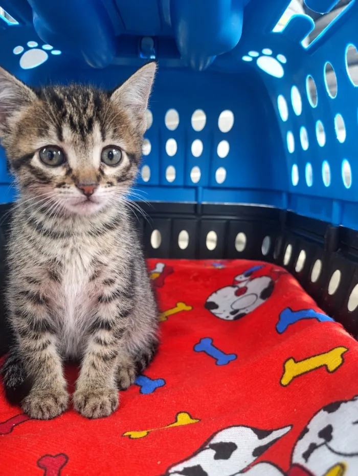 Gato raça SRD-ViraLata idade Abaixo de 2 meses nome Cassy
