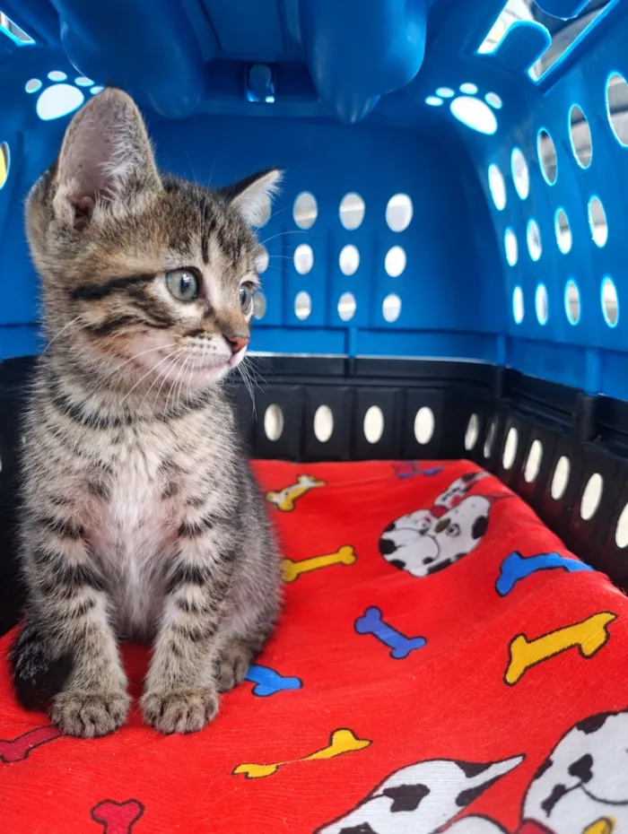 Gato raça SRD-ViraLata idade Abaixo de 2 meses nome Cassy