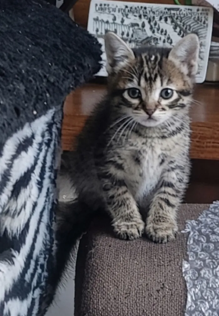 Gato raça SRD-ViraLata idade Abaixo de 2 meses nome Cassy