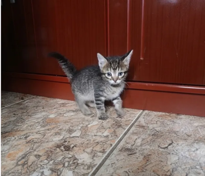 Gato raça SRD-ViraLata idade Abaixo de 2 meses nome Cassy