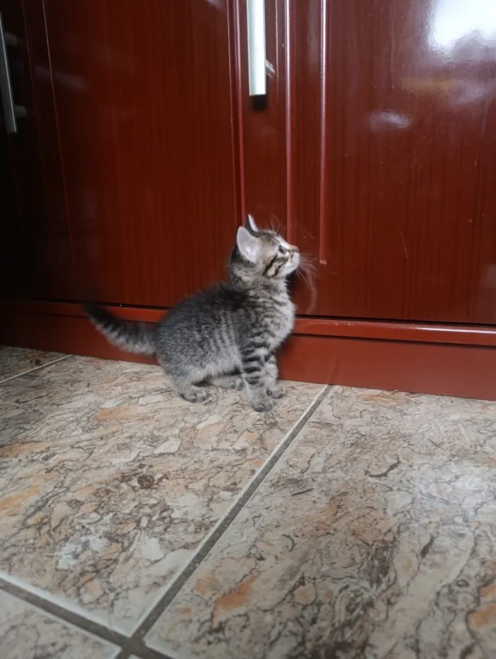 Gato raça SRD-ViraLata idade Abaixo de 2 meses nome Cassy