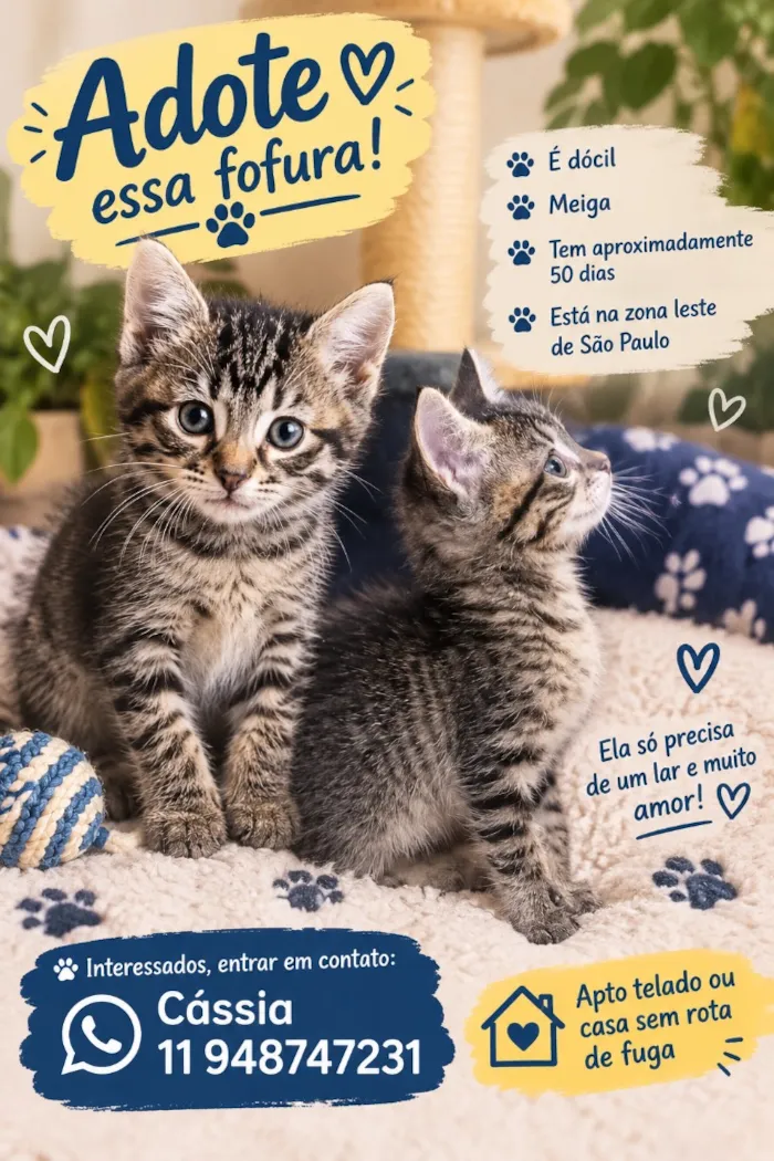 Gato raça SRD-ViraLata idade Abaixo de 2 meses nome Cassy