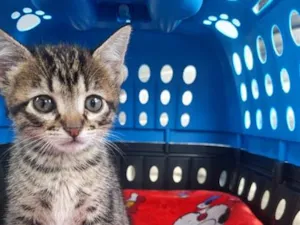 Gato raça SRD-ViraLata idade Abaixo de 2 meses nome Cassy