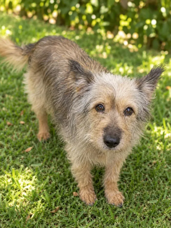 Cachorro raça SRD-ViraLata idade 2 anos nome Mamy