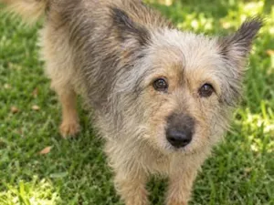 Cachorro raça SRD-ViraLata idade 2 anos nome Mamy