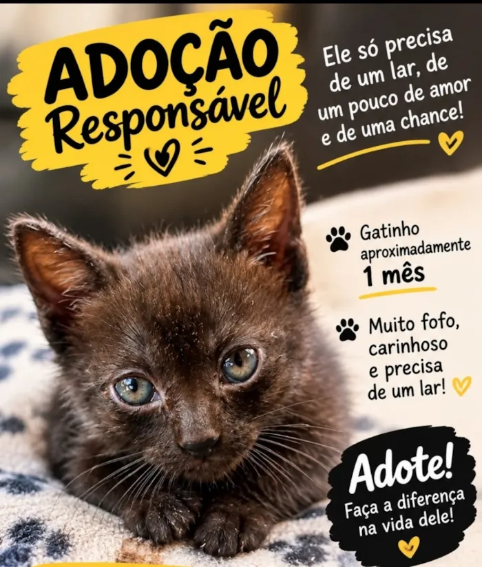 Gato raça SRD-ViraLata idade Abaixo de 2 meses nome Pantera