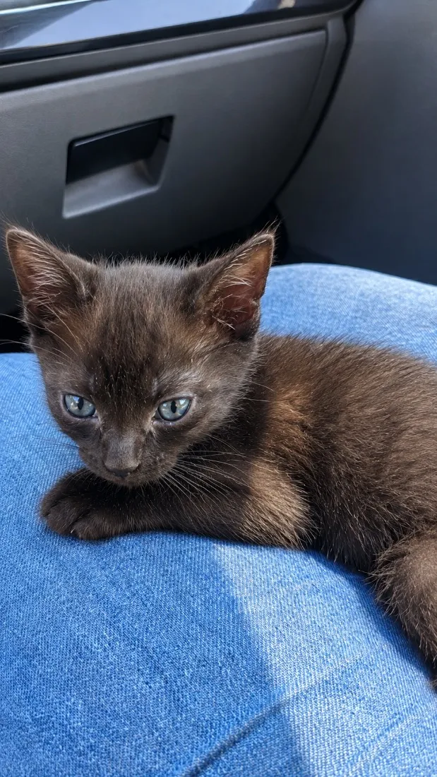 Gato raça SRD-ViraLata idade Abaixo de 2 meses nome Pantera