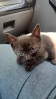 Pantera