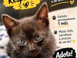 Gato raça SRD-ViraLata idade Abaixo de 2 meses nome Pantera