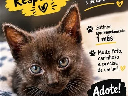 Gato raça SRD-ViraLata idade Abaixo de 2 meses nome Pantera