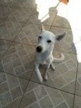 Lica