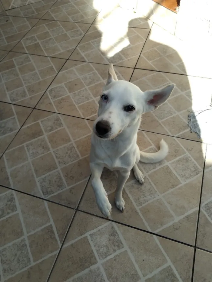 Cachorro raça SRD-ViraLata idade 6 ou mais anos nome Lica