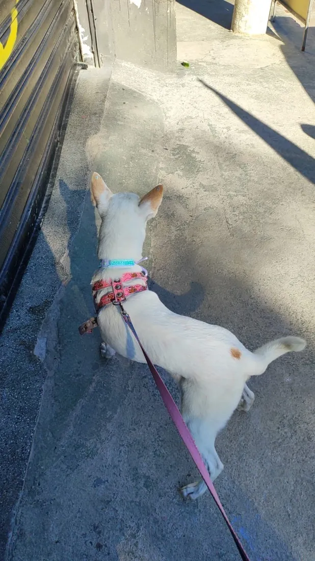 Cachorro raça SRD-ViraLata idade 6 ou mais anos nome Lica