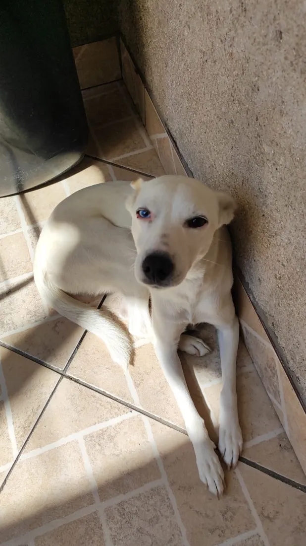 Cachorro raça SRD-ViraLata idade 6 ou mais anos nome Lica