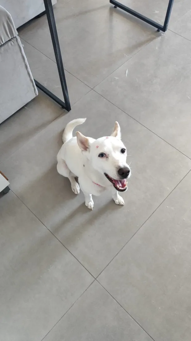 Cachorro raça SRD-ViraLata idade 6 ou mais anos nome Lica