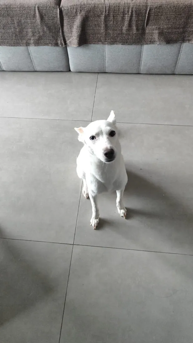 Cachorro raça SRD-ViraLata idade 6 ou mais anos nome Lica