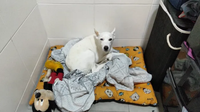 Cachorro raça SRD-ViraLata idade 6 ou mais anos nome Lica