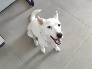Cachorro raça SRD-ViraLata idade 6 ou mais anos nome Lica