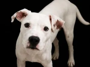 Cachorro raça SRD-ViraLata idade 7 a 11 meses nome Brutos