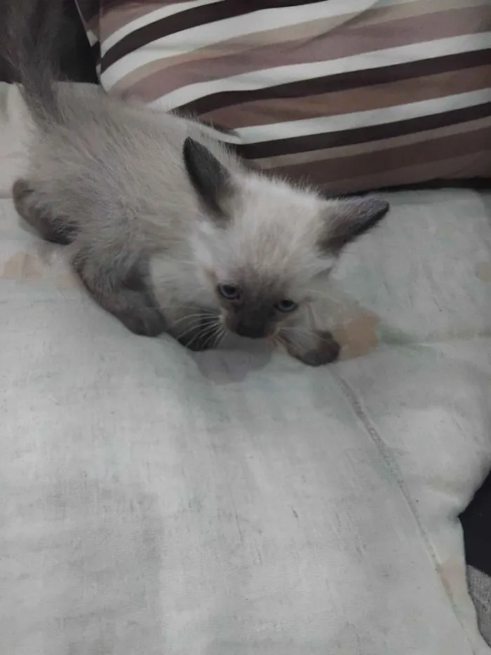 Gato raça Siamês idade Abaixo de 2 meses nome fiapo e lua