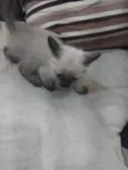 fiapo e lua