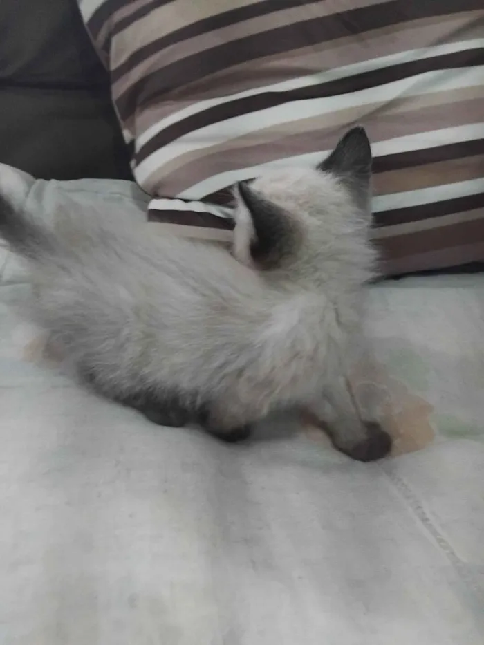 Gato raça Siamês idade Abaixo de 2 meses nome fiapo e lua