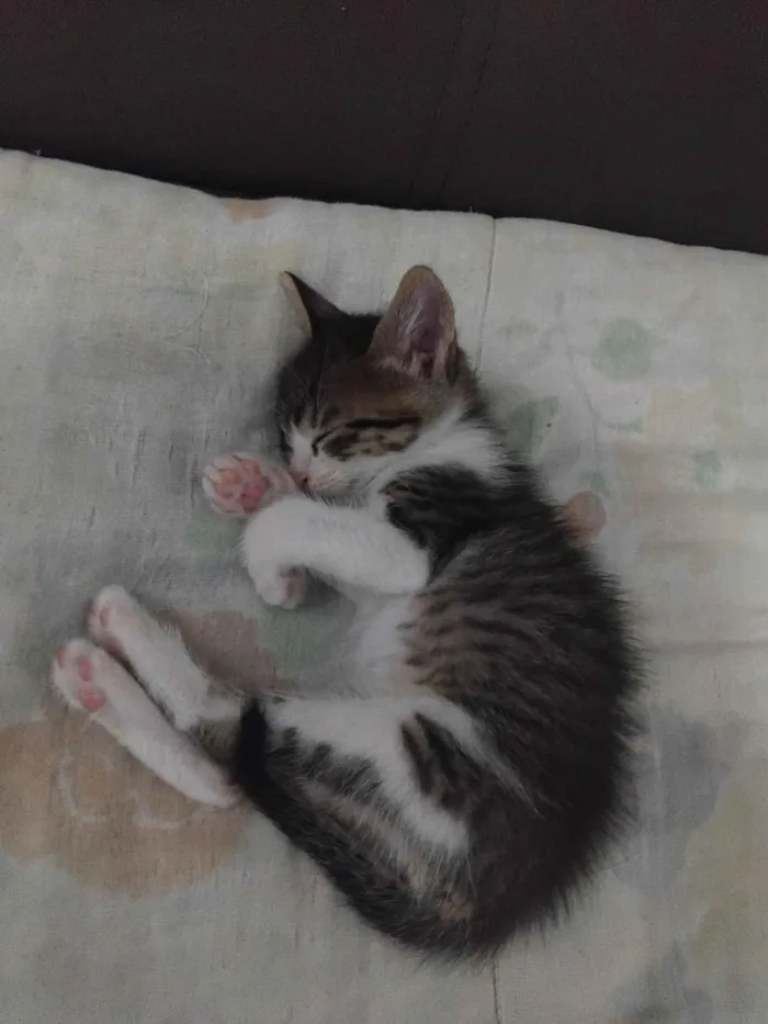 Gato raça Siamês idade Abaixo de 2 meses nome fiapo e lua