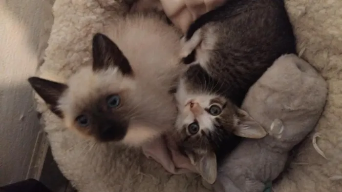 Gato raça Siamês idade Abaixo de 2 meses nome fiapo e lua