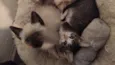 fiapo e lua