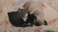 fiapo e lua