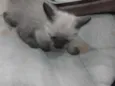 fiapo e lua