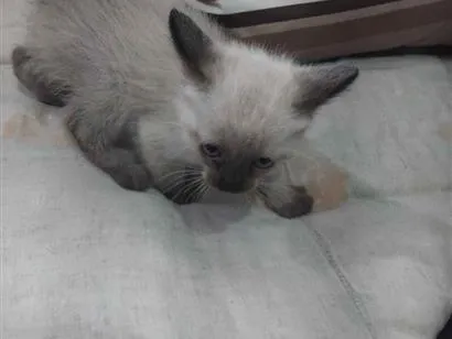 Gato raça Siamês idade Abaixo de 2 meses nome fiapo e lua