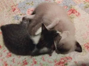 Gato raça Siamês idade Abaixo de 2 meses nome fiapo e lua