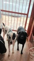 Neguinha e Max