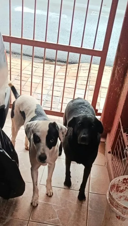 Cachorro raça SRD-ViraLata idade 6 ou mais anos nome Neguinha e Max