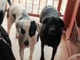 Neguinha e Max